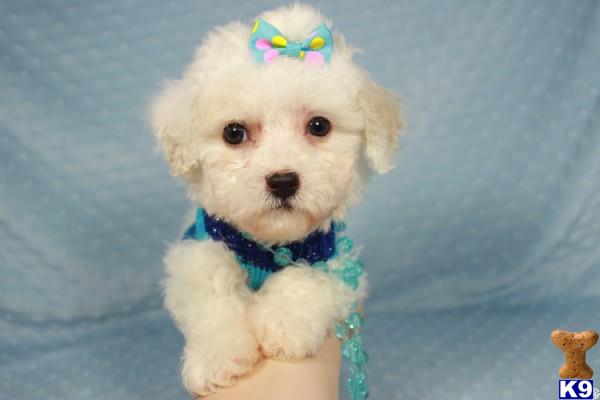 lvpuppyheaven Picture 2